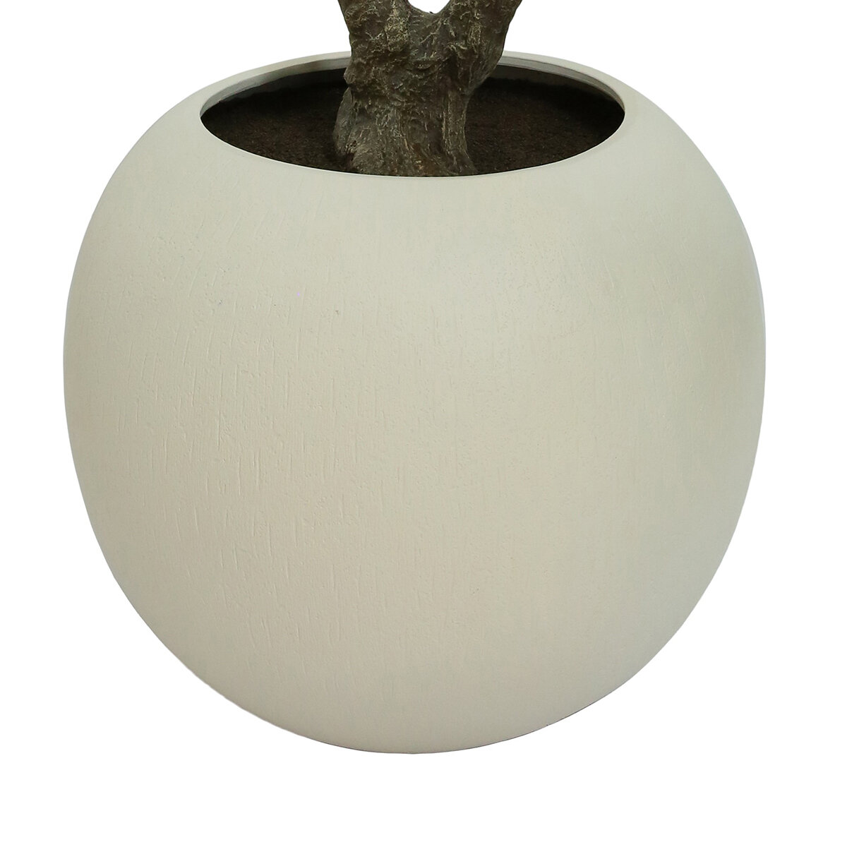 CG Hunter, Higuera de Aspecto Natural