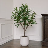CGH, Árbol de Mango de Aspecto Natural