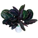 Chiltepec, Calathea Natural en Maceta Blanca Chiltepec, Calathea Natural en Maceta Blanca