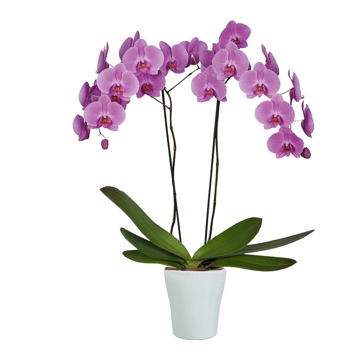 Planta natural con Orquídeas