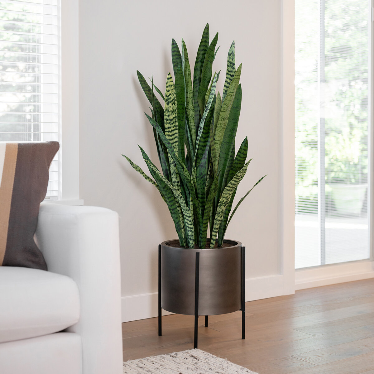 CG Hunter, Sansevieria de Aspecto Natural