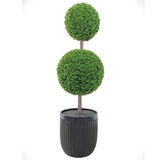 CG Hunter, Árbol Topiario de Boj de Aspecto Natural