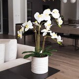 CG Hunter, Arreglo de OrquÍdeas de Aspecto Natural