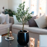 Apariencia Natural, Árbol de Olivo Artificial