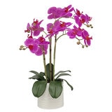 CG Hunter, Arreglo de Orquídeas de Aspecto Natural Rosa