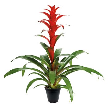 Chiltepec, Bromelia Natural Color Rojo 1 Pieza