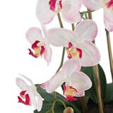 CG Hunter, Arreglo de Orquideas de Aspecto Natural