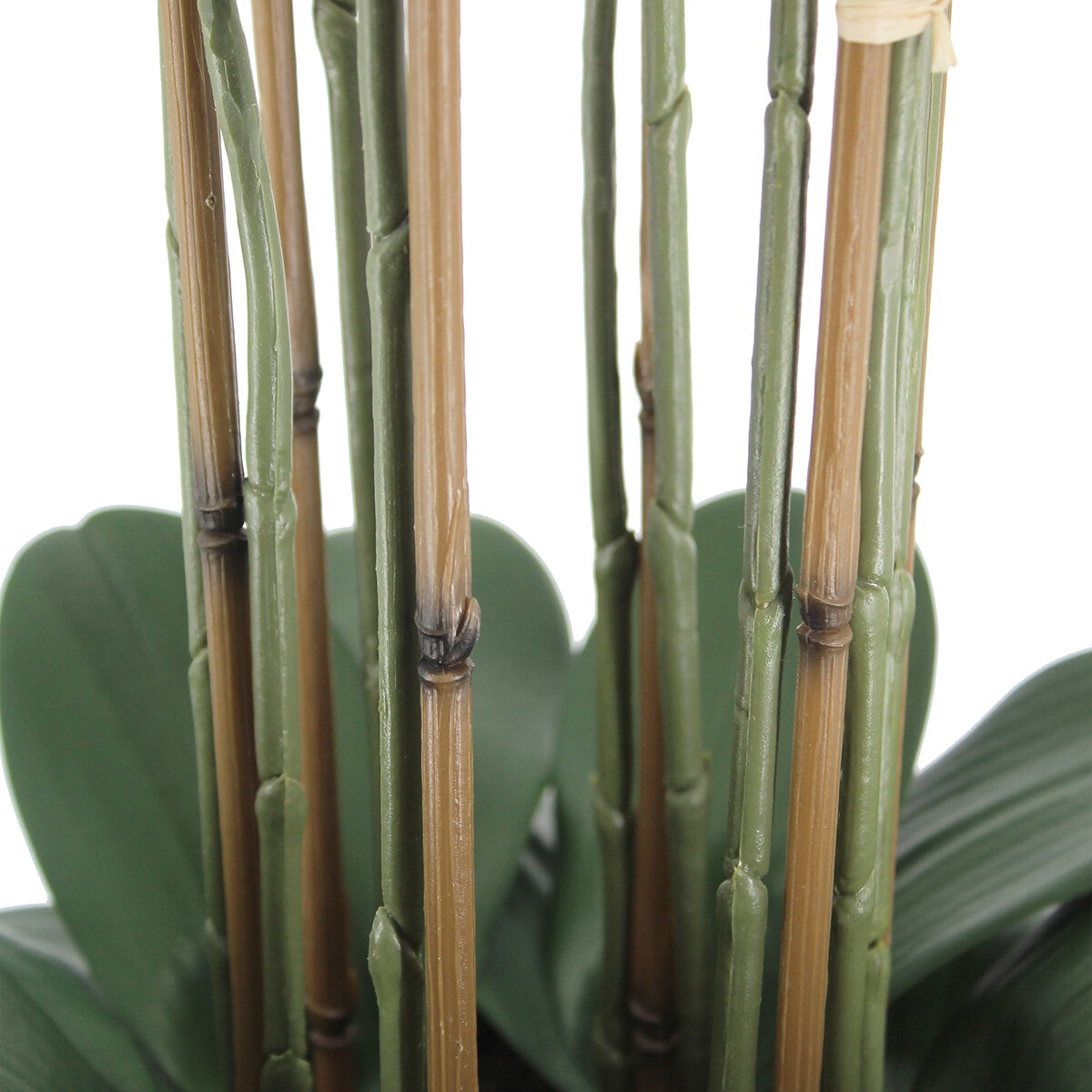 CG Hunter, Arreglo de Orquideas de Aspecto Natural