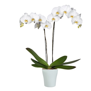 Chiltepec, Orquídea Natural con Flor Blanca en Maceta de Cerámica de 12 cm