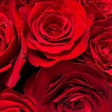 Mina'an Flor Eterna, Bouquet 12 Rosas con Flores y Follaje Preservados, Duración 6 Meses Mina'an Flor Eterna, Bouquet 12 Rosas con Flores y Follaje Preservados, Duración 6 Meses