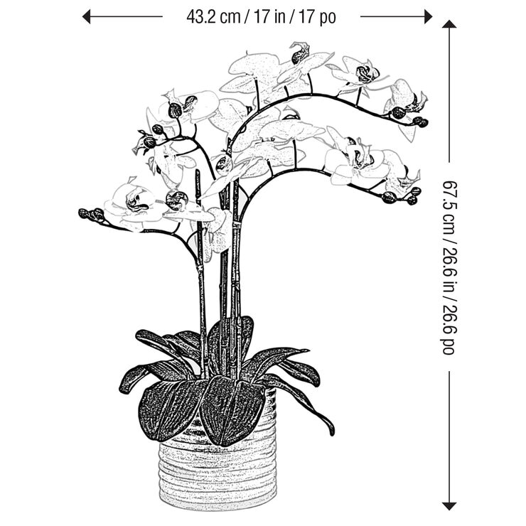 CG Hunter, Arreglo de Orquídeas de Aspecto Natural Blanca