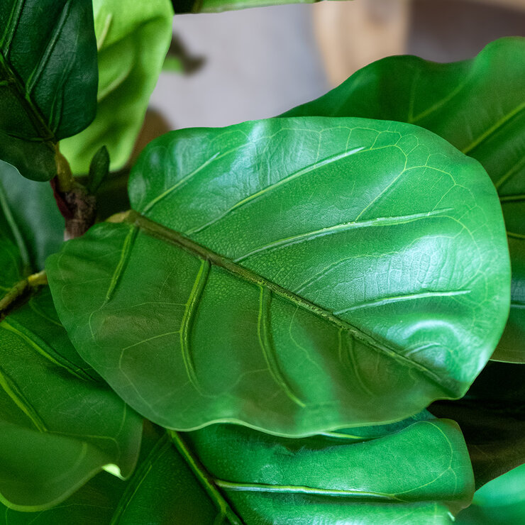 Apariencia Natural, Pandurata Artificial