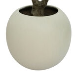 CG Hunter, Higuera de Aspecto Natural