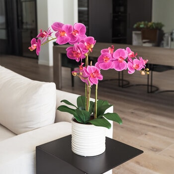 CG Hunter, Arreglo de OrquÍdeas de Aspecto Natural