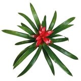 Chiltepec, Bromelia Natural Color Rojo 1 Pieza