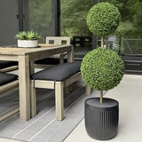 CG Hunter, Árbol Topiario de Boj de Aspecto Natural