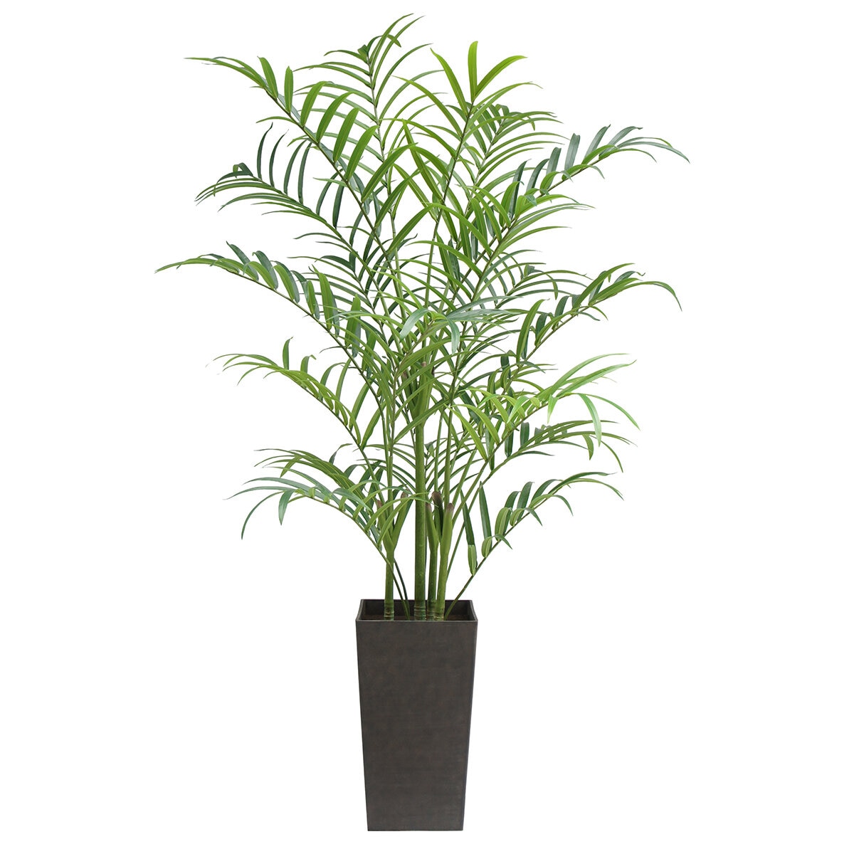 CG Hunter, Palmera Kentia de Aspecto Natural