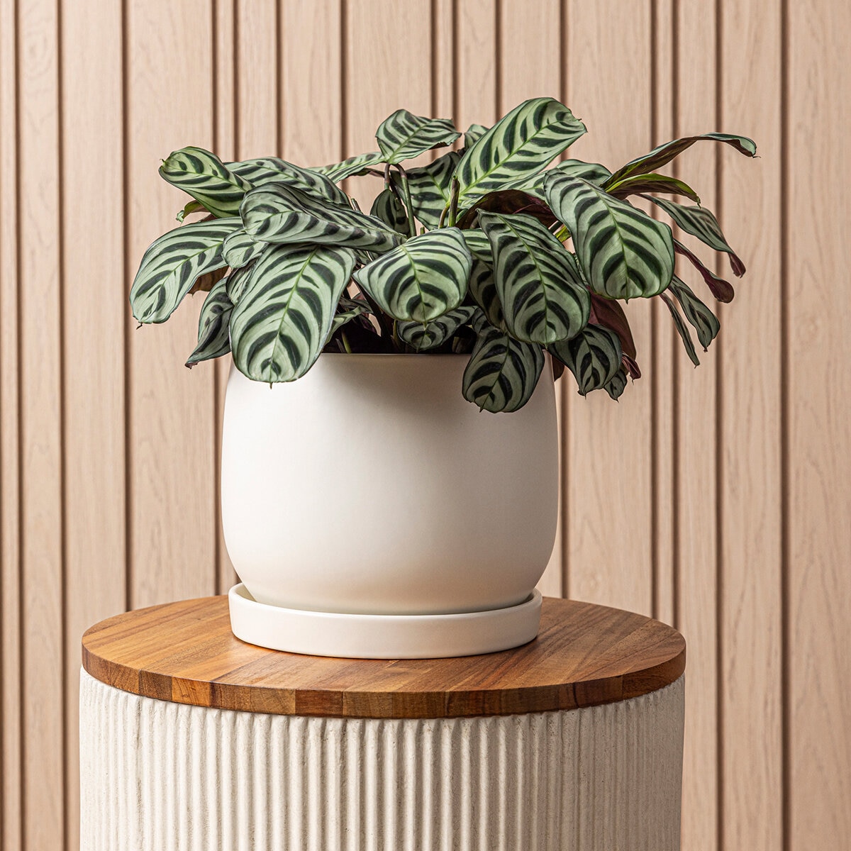 Over & Back, Noah Maceta de Cerámica con plato.