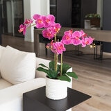 CG Hunter, Arreglo de Orquídeas de Aspecto Natural Rosa
