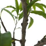 CGH, Árbol de Mango de Aspecto Natural