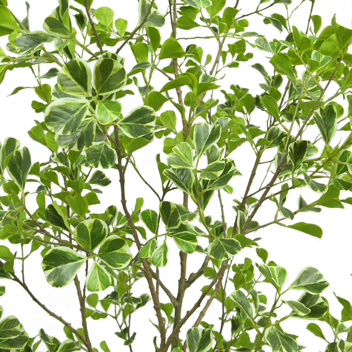 CG Hunter, Árbol Ficus de Aspecto Natural