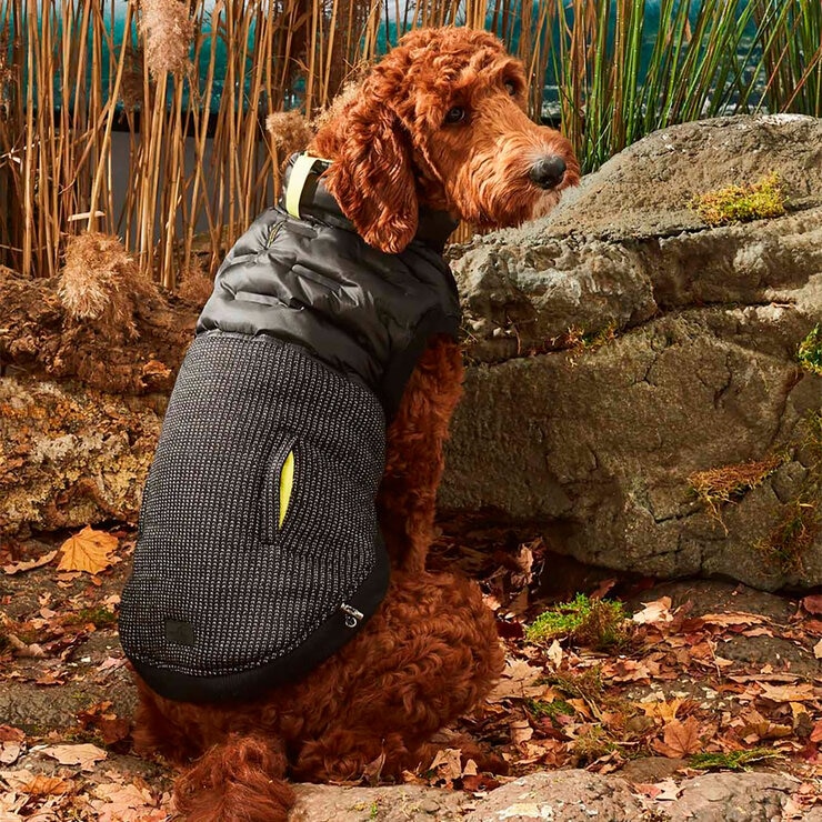 Hotel Doggy Hybrid Chaleco Gris con Azul Chico para Perro 1 pza