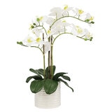 CG Hunter, Arreglo de Orquídeas de Aspecto Natural Blanca