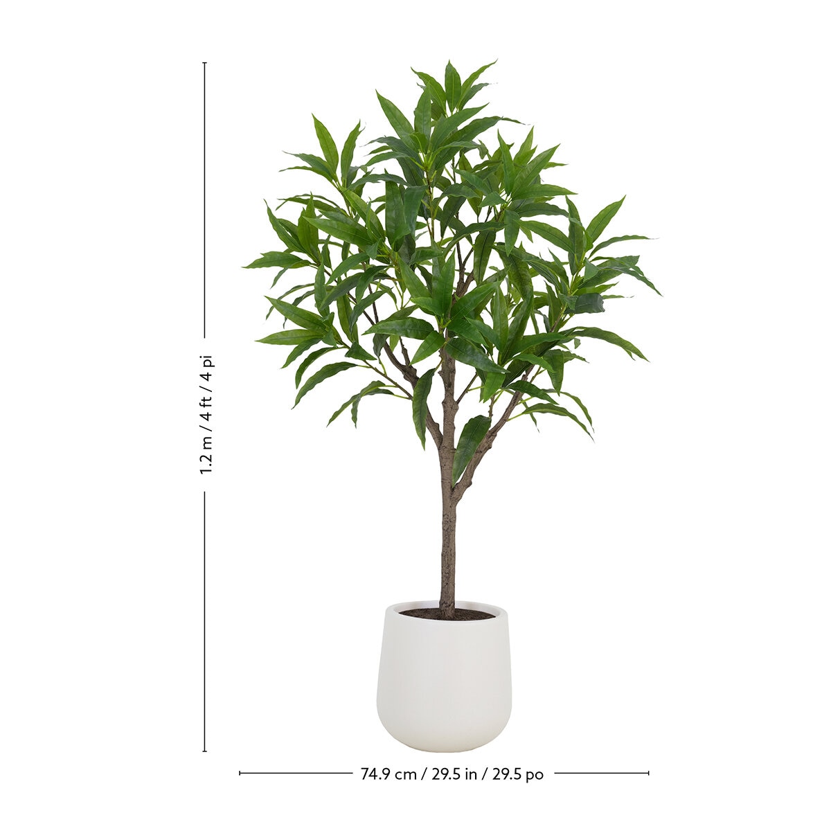 CGH, Árbol de Mango de Aspecto Natural