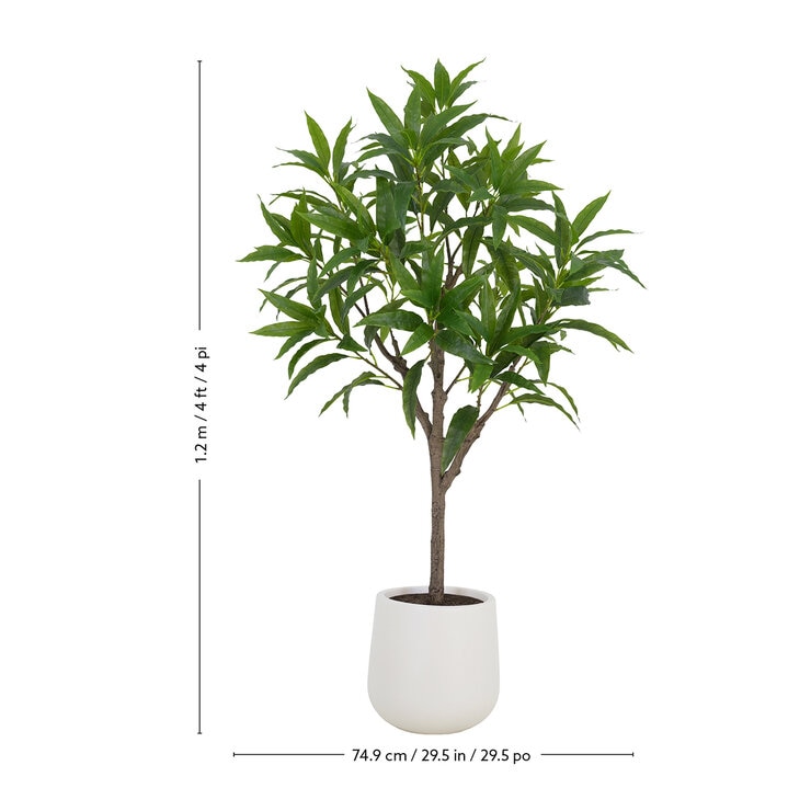CGH, Árbol de Mango de Aspecto Natural