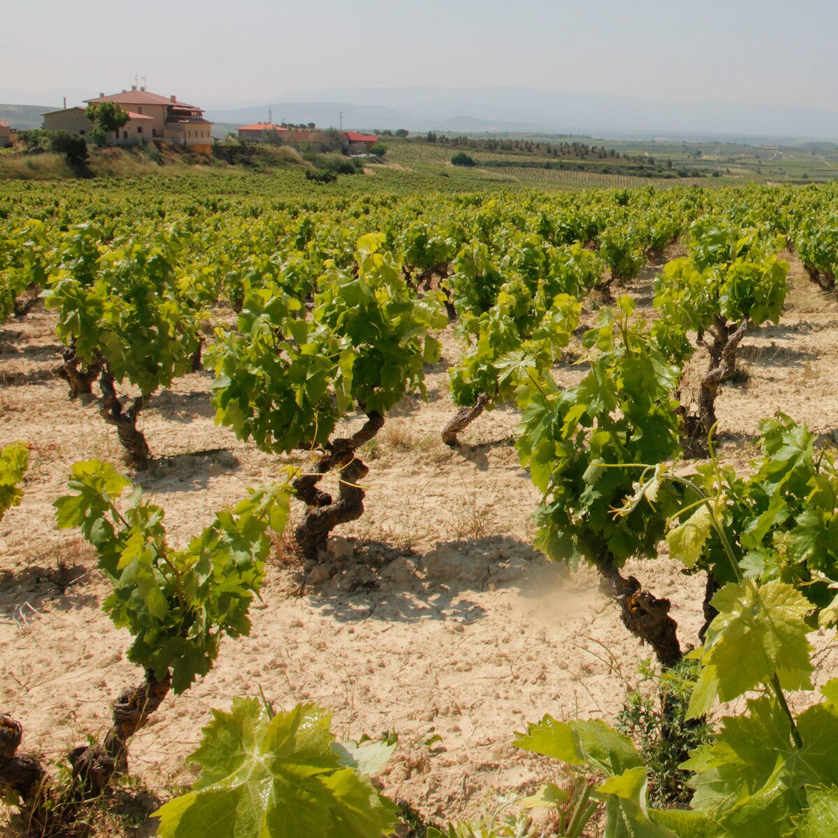 Vino Tinto Izadi Crianza 750ml