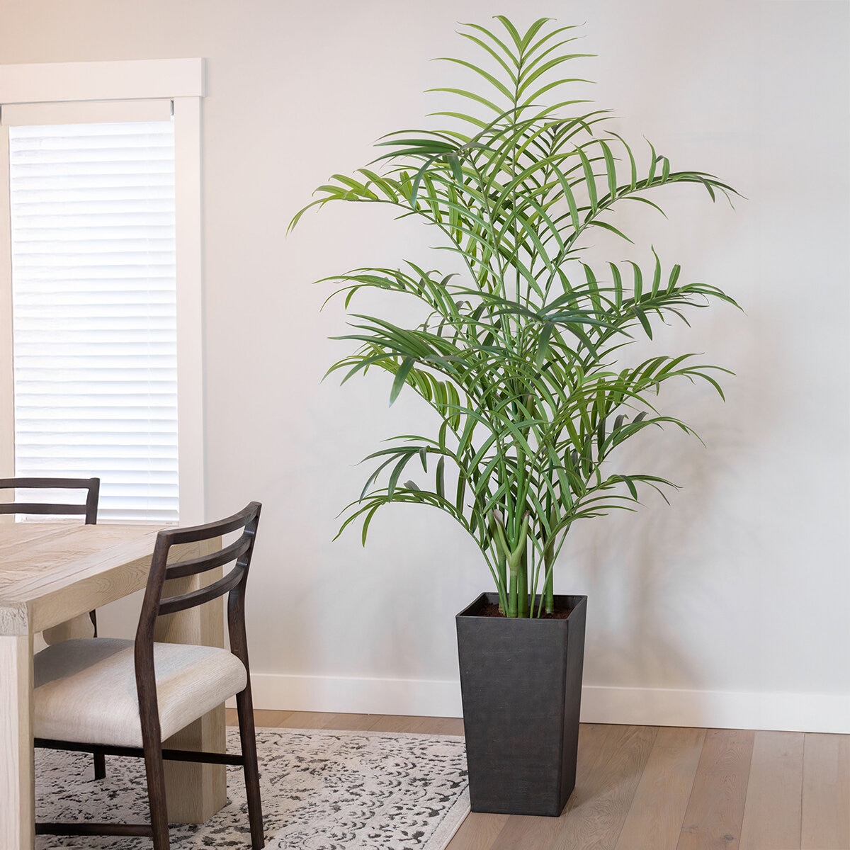 CG Hunter, Palmera Kentia de Aspecto Natural