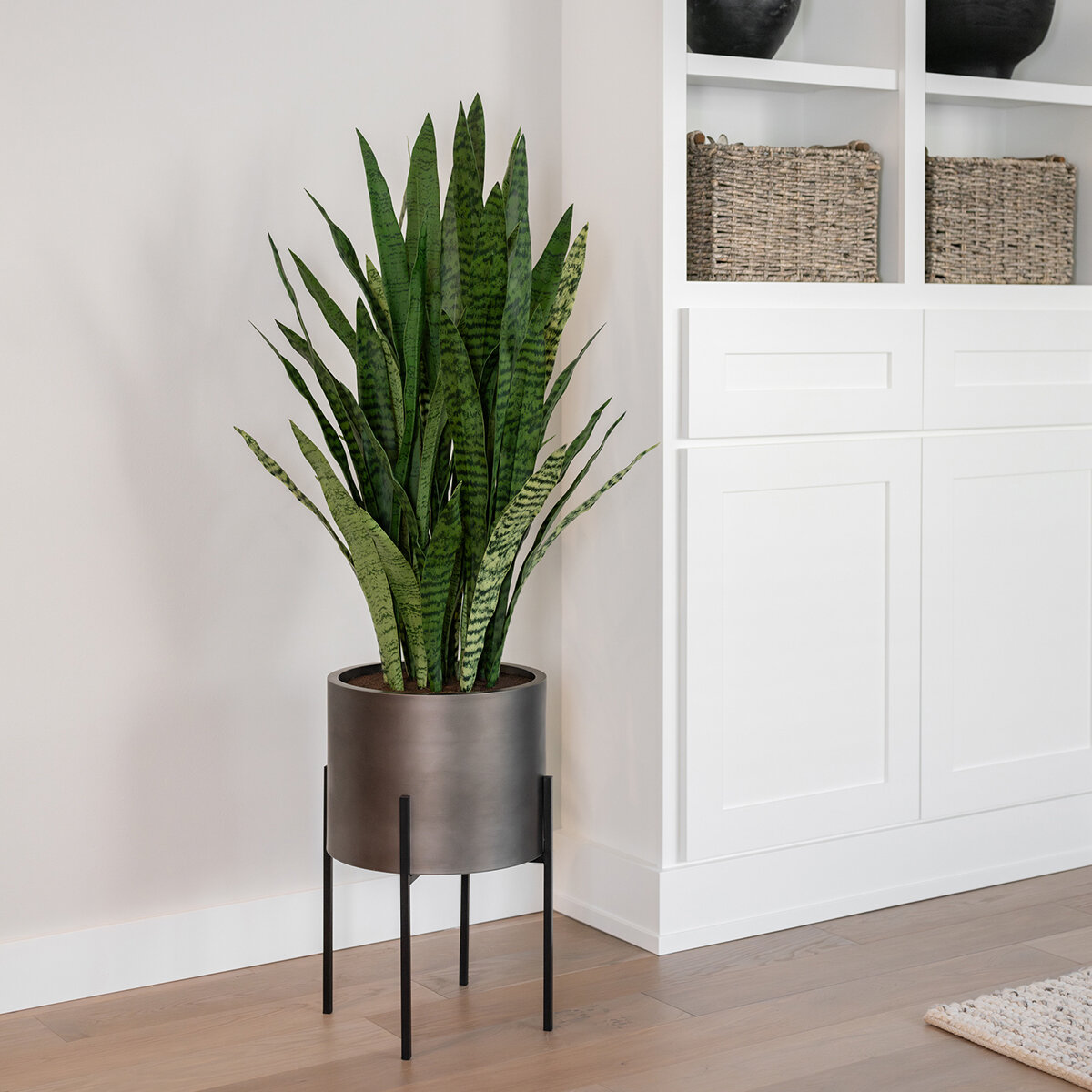 CG Hunter, Sansevieria de Aspecto Natural