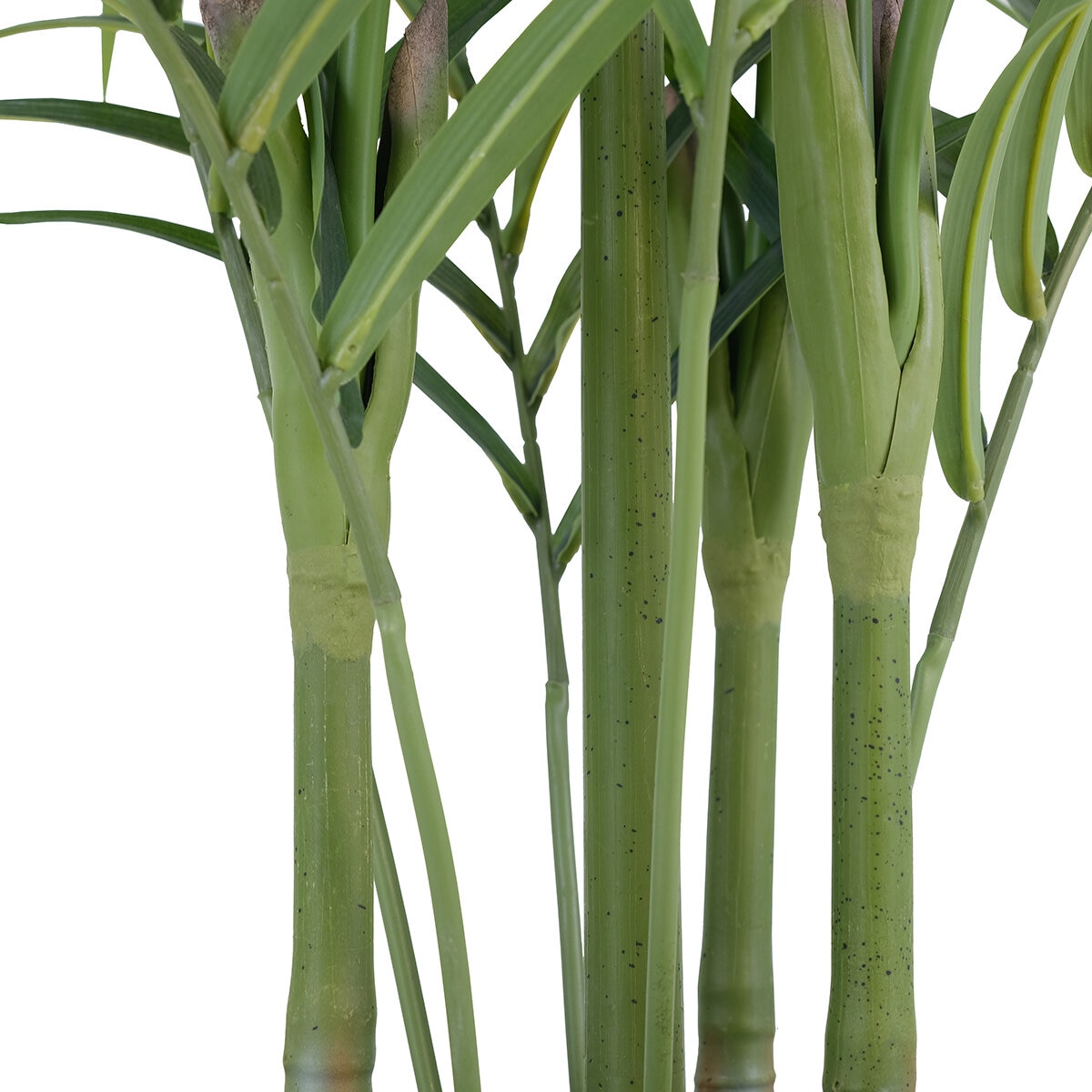 CG Hunter, Palmera Kentia de Aspecto Natural