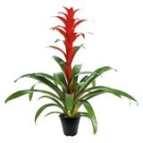 Chiltepec, Bromelia Natural Color Rojo 1 Pieza