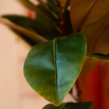 Apariencia Natural, Árbol de Magnolia Artificial