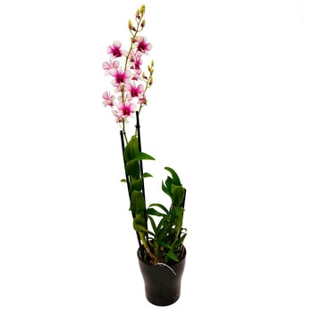 Chiltepec, Orquídea Dendrobium Sanook Bicolor en Maceta de Cerámica