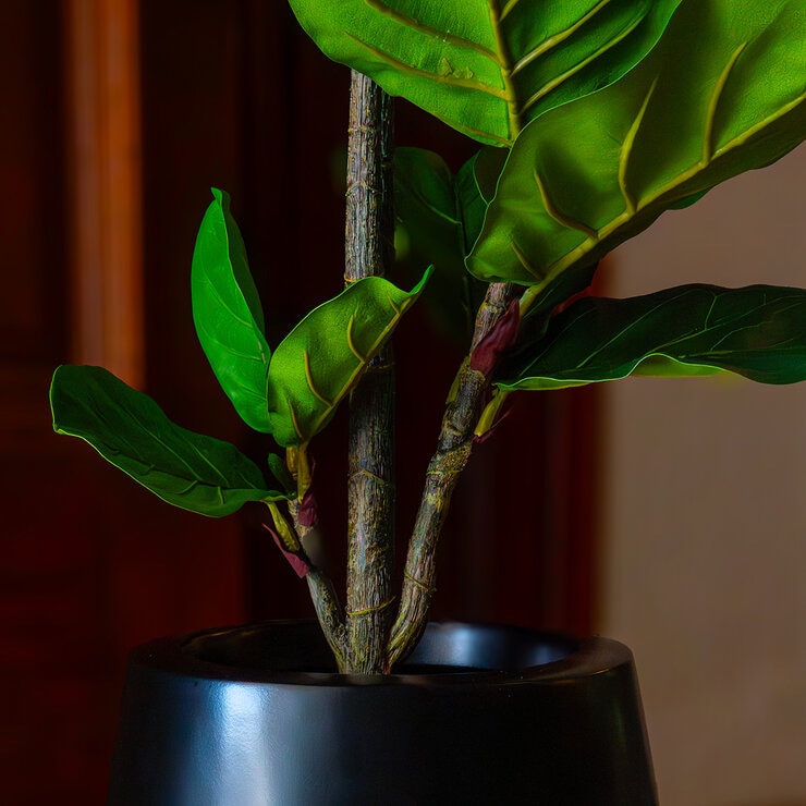 Apariencia Natural, Pandurata Artificial