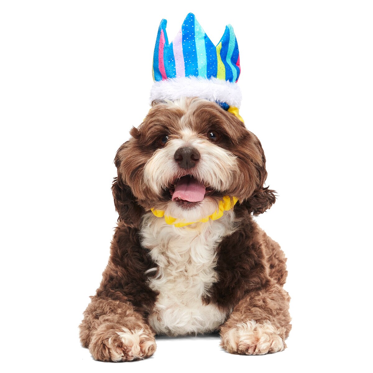 Bark Kit de Fiesta para Mascotas 4 pzs
