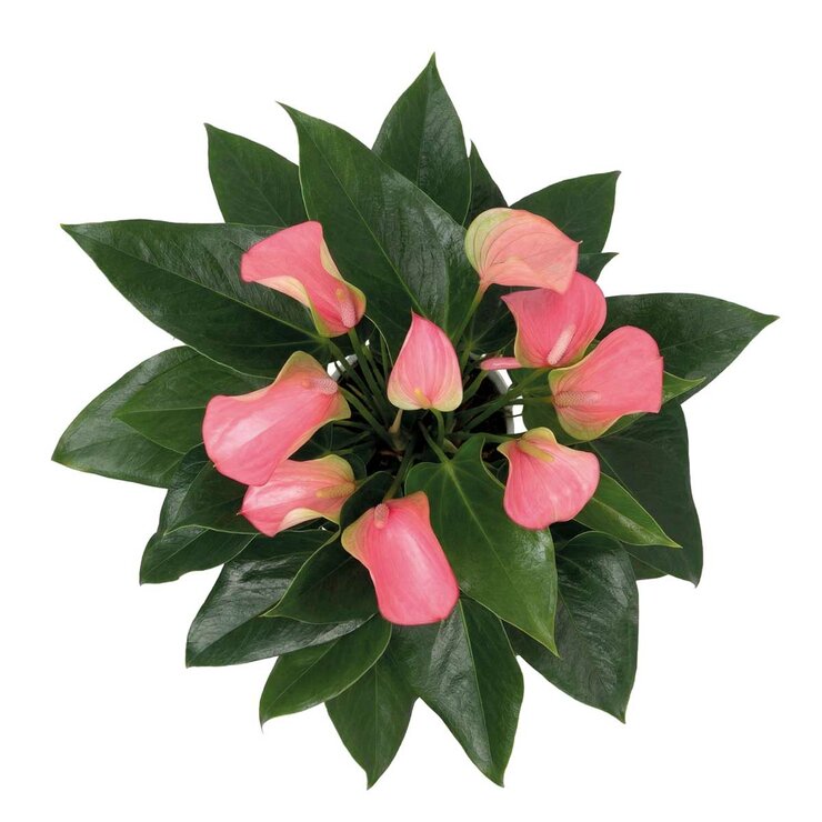 Chiltepec, Anthurium Rosa Natural 1 Pieza Chiltepec, Anthurium Rosa Natural 1 Pieza