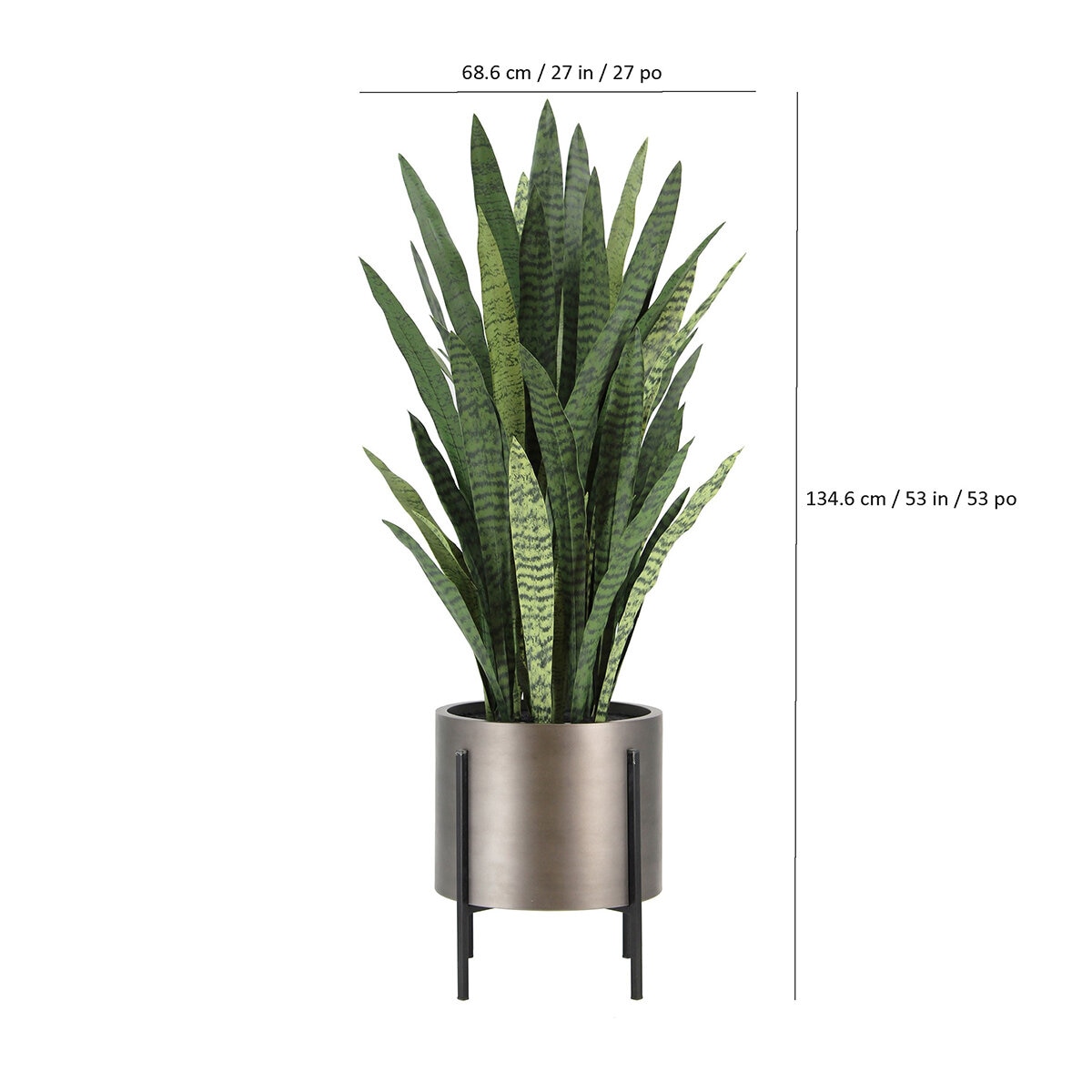 CG Hunter, Sansevieria de Aspecto Natural