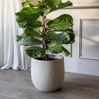 Over & Back, Tribes Maceta de Fibra de Arcilla Blanca