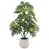 CGH, Árbol de Aralia de Aspecto Natural CGH, Árbol de Aralia de Aspecto Natural