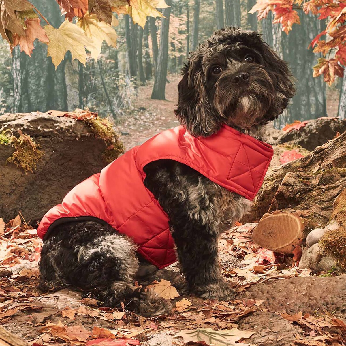 puedes-traer-perros-a-costco