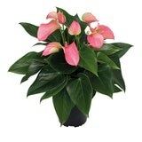 Chiltepec, Anthurium Rosa Natural 1 Pieza