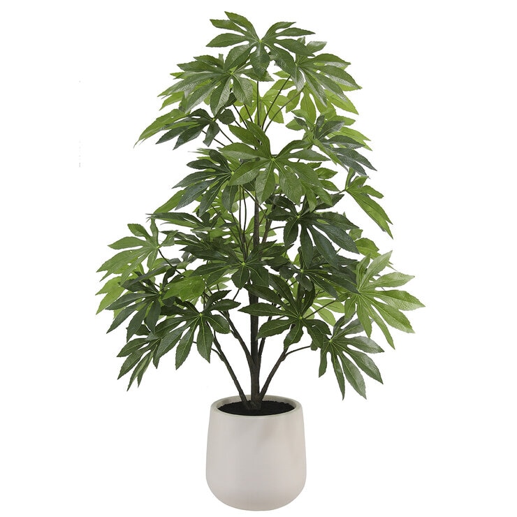 CGH, Árbol de Aralia de Aspecto Natural CGH, Árbol de Aralia de Aspecto Natural