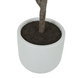 CGH, Árbol de Mango de Aspecto Natural