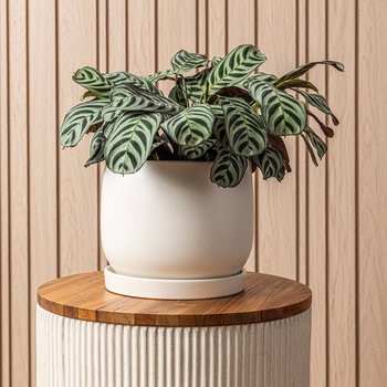 Over & Back, Noah Maceta de Cerámica con plato.