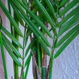 Apariencia Natural, Palmera Areca Artificial