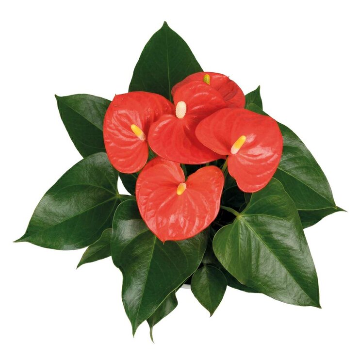 Chiltepec, Anthurium Natural Color Naranja 1 Pieza Chiltepec, Anthurium Natural Color Naranja 1 Pieza