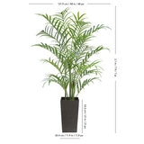CG Hunter, Palmera Kentia de Aspecto Natural